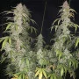 Cannabis seed variety Auto New York Diesel Feminised Silver